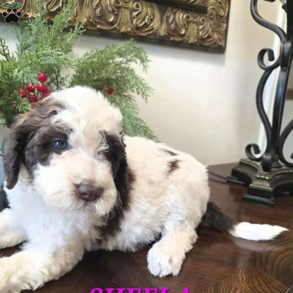 Sheela, Saint Berdoodle Puppy